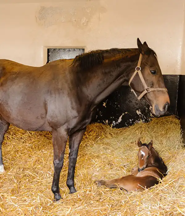 Europaille Engrais Organique A Orleans Alimentation Equine Europaille Engrais Organique A Orleans Alimentation Equine